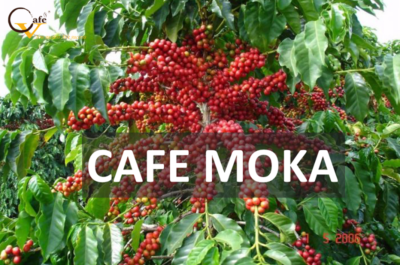 cafe moka jpg 1